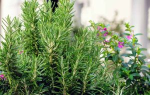 تکثیر رزماری؛ روش کاشت و نگهداری این گیاه خوش‌عطروطعم