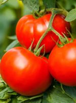 ۳ روش مهم و کاربردی برای فریز کردن گوجه فرنگی