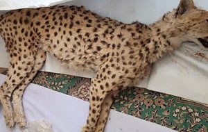 لاستیک‌سوزی برای حفاظت از یوزها + فیلم