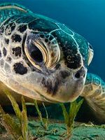 لحظه تولد نادرترین لاک‌پشت دنیا در کیش + فیلم