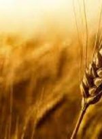  قیمت گندم اصلاح نشد / وعده سرخرمن به گندم‌کاران / تهدید جدی کشت در سال زراعی آینده