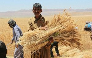 ناپدید شدن ۵۳ هزار تن گندم در ۲ کارخانه آرد گلستان