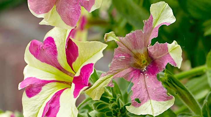 آفات و بیماری‌های رایج گل اطلسی