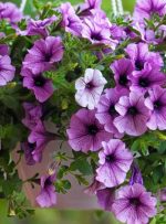 گل اطلسی؛ روش تکثیر و نگهداری این گیاه معطر و رنگارنگ