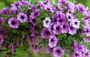 گل اطلسی؛ روش تکثیر و نگهداری این گیاه معطر و رنگارنگ