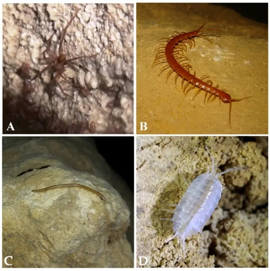 موجودات عجیب غار ۵میلیون ساله