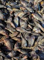 تلف شدن هزاران ماهی در عراق به دلیل گرمایش جهانی
