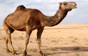 تصاویری از ترافیک سنگین شتر سواری در چین! + فیلم تصاویری از ترافیک سنگین شتر سواری در چین! + فیلم