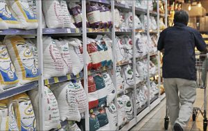 ممنوعیت واردات برنج لغو نشده/ کشاورزان نگران نباشند