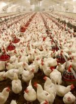 ردپای پررنگ آرین ها در گرانی و کمبود مرغ / حمایت غیرکارشناسی مسئولان، رانتزا شده ردپای پررنگ آرین ها در گرانی و کمبود مرغ / حمایت غیرکارشناسی مسئولان، رانتزا شده