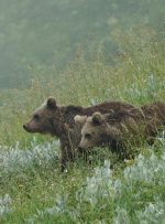 حمایت از گونه خرس قهوه‌ای در طرح نیکوکاری اسنپ