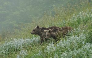 حمایت از گونه خرس قهوه‌ای در طرح نیکوکاری اسنپ