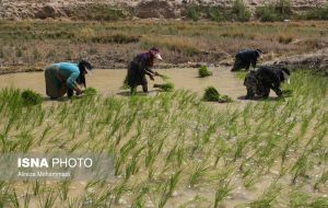 وضعیت بروز بیماری «تب شالیزار» / شیوع بیشتر بیماری در استان‌های شمالی