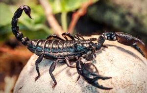 توصیه‌های مهم پس از عقرب زدگی