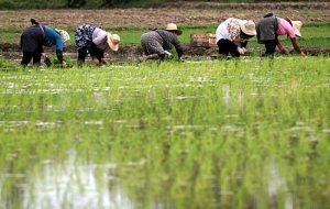 وضعیت بروز بیماری «تب شالیزار» / شیوع بیشتر بیماری در این استان ها وضعیت بروز بیماری «تب شالیزار» / شیوع بیشتر بیماری در این استان ها