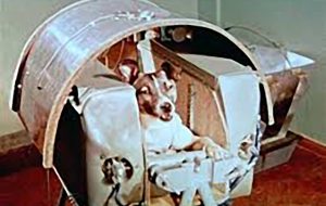 مرگ تلخ سگ روسی که به فضا فرستاده شد!/ عکس