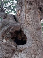 ثبت اثر طبیعی درخت کهن‌سال داغداغان روستای پندر تفت