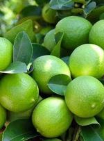 کمک به بهبود علائم ۱۳ بیماری با مصرف روزانه آب لیمو