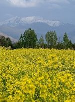 اعلام نرخ خرید تضمینی دانه‌های روغنی