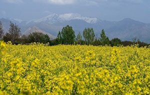 اعلام نرخ خرید تضمینی دانه‌های روغنی