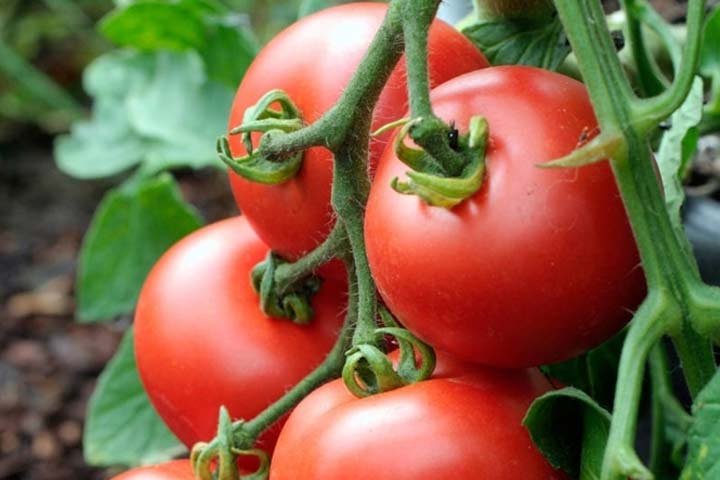 گوجه فرنگی آلیکانته