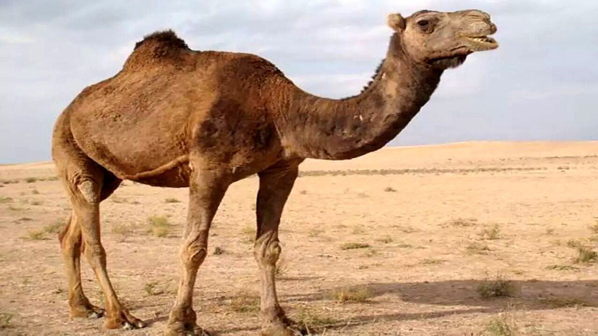 تصاویری از ترافیک سنگین شتر سواری در چین! + فیلم