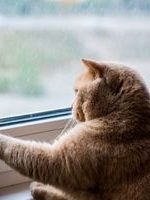 نجات گربه توسط مردم او را به کشتن داد + فیلم