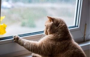 نجات گربه توسط مردم او را به کشتن داد + فیلم نجات گربه توسط مردم او را به کشتن داد + فیلم