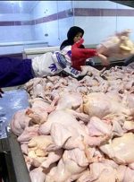 علت گران شدن قیمت مرغ مشخص شد