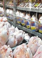 تغییرات یک‌ماهه قیمت مرغ | هر کیلو مرغ گرم تازه در میادین چند شد؟