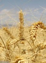 افزایش قیمت در کمین گندم جهانی؛ تولید گندم به پایین‌ترین سطح رسید