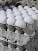 اعلام قیمت تخم مرغ بسته بندی / قیمت یک تخم مرغ در بازار چند؟