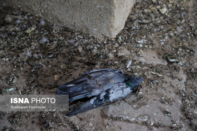 روایتی از برج کبوترخانه دانشگاه اصفهان 