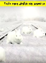 تست بینایی خرگوش های پنهان: در تصویر چند خرگوش وجود دارد؟