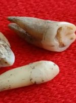 استخراج پادتن زنده از دندان‌های ۸۰۰ ساله/ عکس