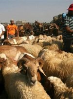 دام زنده ایرانی به این کشورهای عربی قاچاق می‌شود/ چرا گوشت گران شد؟