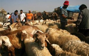 دام زنده ایرانی به این کشورهای عربی قاچاق می‌شود/ چرا گوشت گران شد؟