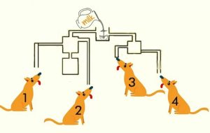 معمای شیر و سگ: در 8 ثانیه بگویید کدام سگ اول شیر را می نوشد؟