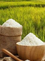 خرید برنج داخلی در فصل ممنوعیت واردات/ انجمن واردکنندگان برنج از کشاورز ایرانی حمایت می کند خرید برنج داخلی در فصل ممنوعیت واردات/ انجمن واردکنندگان برنج از کشاورز ایرانی حمایت می کند