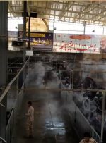 ویدیو / تردد میلیونی زائران اربعین حسینی از مرز مهران