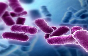 درمان «ام‌اس» با کمک باکتری‌های پروبیوتیک