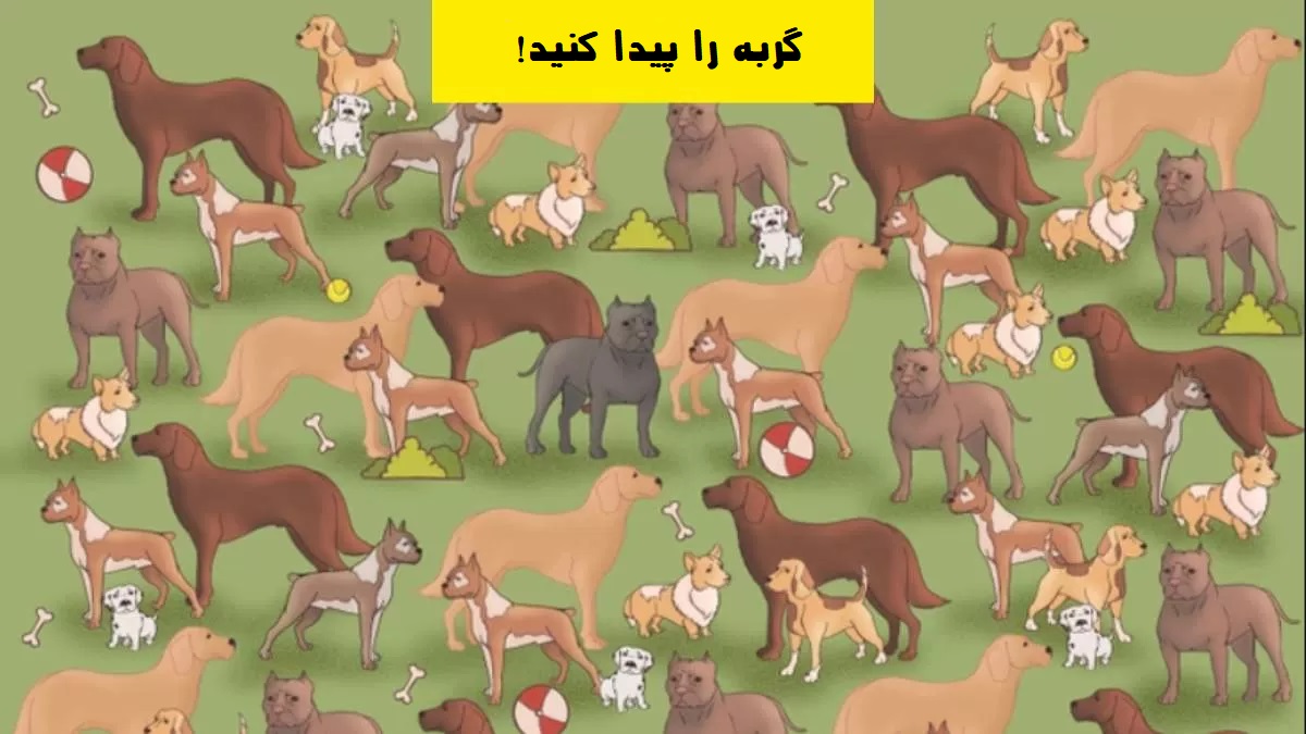 آزمون یافتن گربه