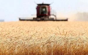 افزایش 40 درصدی خرید تضمینی گندم