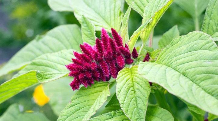 گل تاج خروس