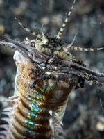 لحظه ترسناک شکار یک ماهی توسط کرم دریایی با دندان‌های بلند! + فیلم