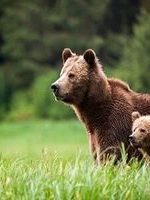 مشاهده خرس قهوه‌ای و ۲ توله‌اش در پاسارگاد + فیلم