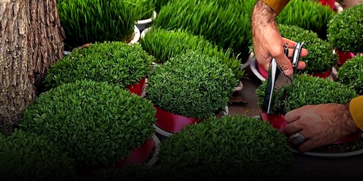 نحوه کاشت سبزه عید