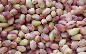 پسته تازه با پوست کیلویی۳۶۴هزار تومان، پسته اکبری ۱میلیون تومان!/ لیست قیمت انواع پسته