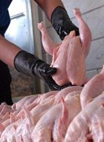 گران فروشی مرغ در میادین میوه و تره بار