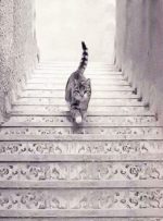 تست شخصیت شناسی؛ آیا گربه از پله ها بالا می رود یا پایین؟